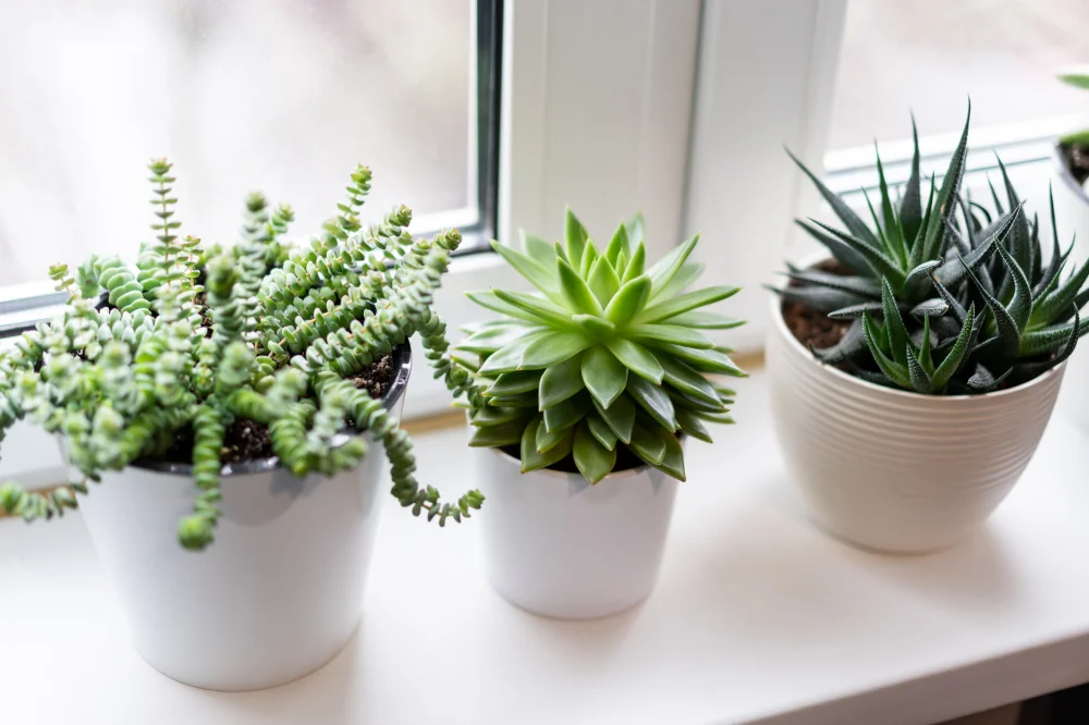 Plantas que pueden ayudar a aumentar la energía | Blog | Vidaliax
