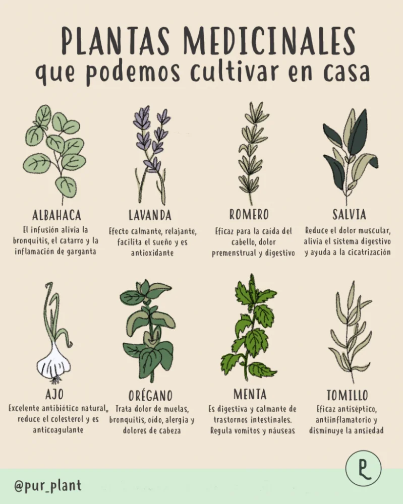 Plantas que pueden ayudar a aumentar la fuerza en casa | Blog | Vidaliax