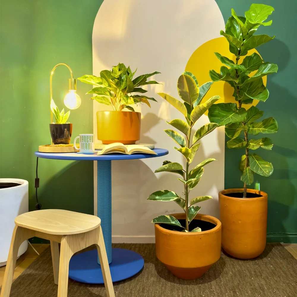 Plantas que pueden ayudar a aumentar la productividad sin estrés | Blog ...