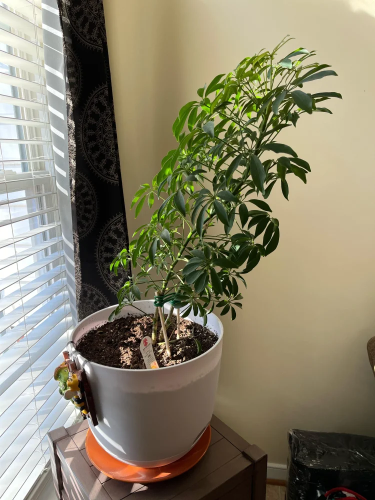 Plantas que pueden ayudar a corregir la postura | Blog | Vidaliax
