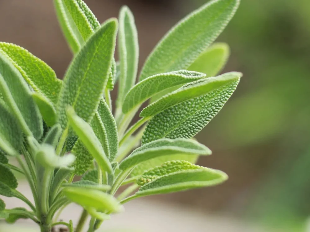 Plantas que pueden ayudar a evitar la fatiga | Blog | Vidaliax