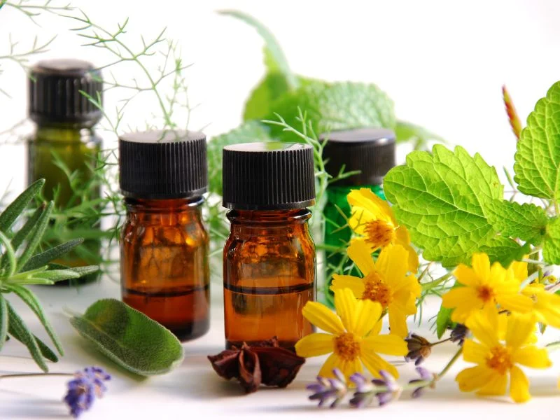 Plantas que pueden ayudar a hidratarte correctamente | Blog | Vidaliax