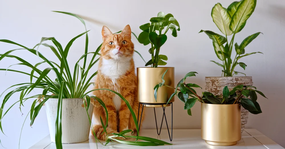 Plantas que pueden ayudar a meditar a diario | Blog | Vidaliax