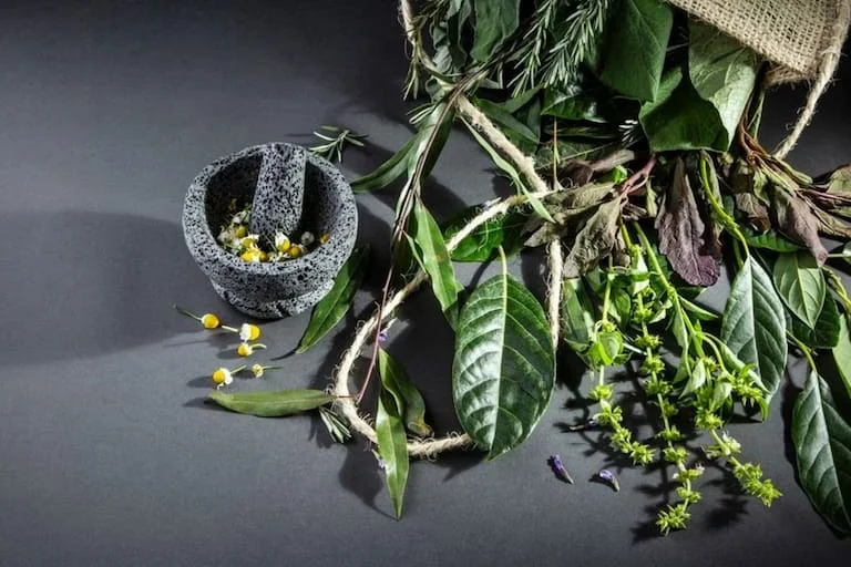 Plantas que pueden ayudar a mejorar la concentración | Blog | Vidaliax