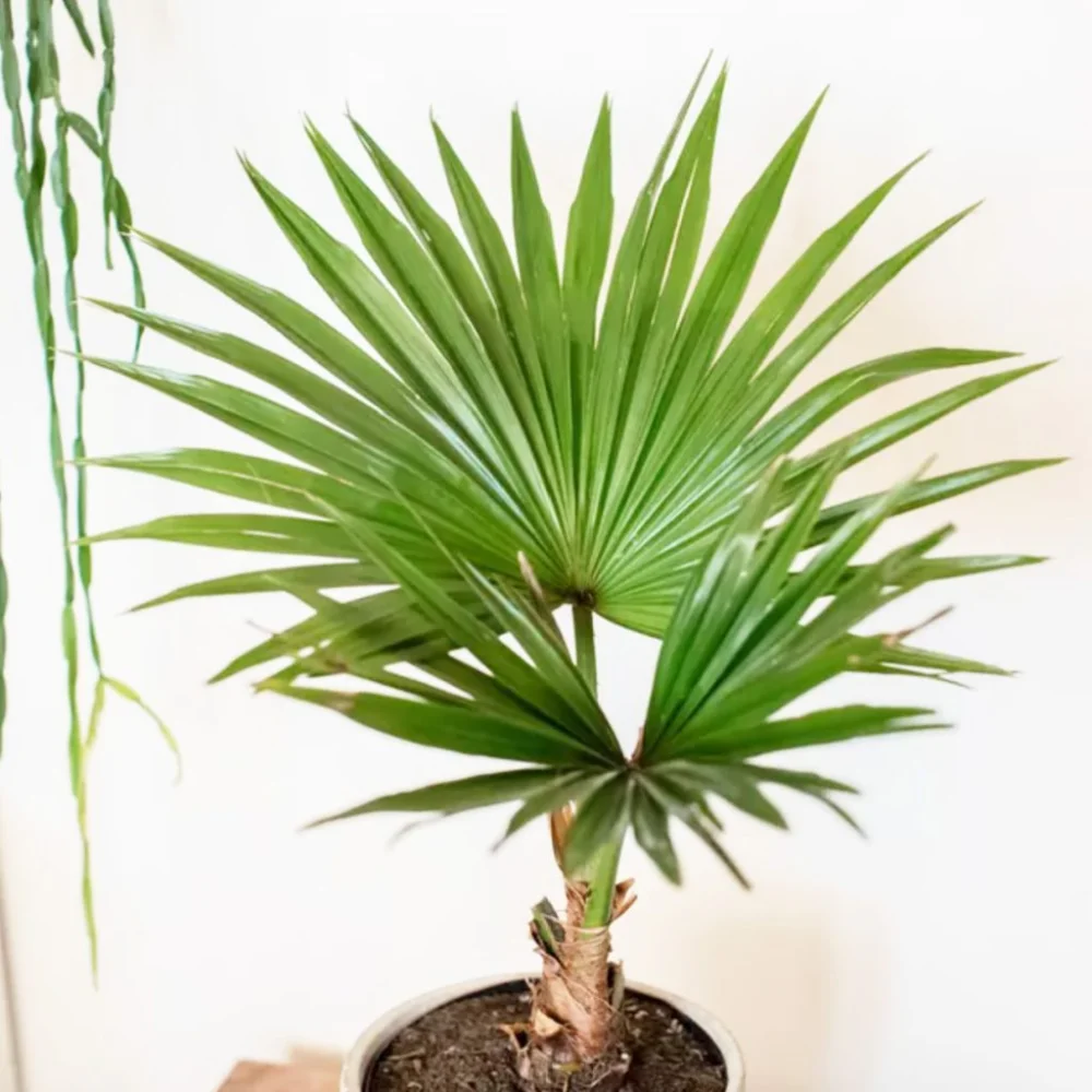 Plantas que pueden ayudar a respirar conscientemente | Blog | Vidaliax