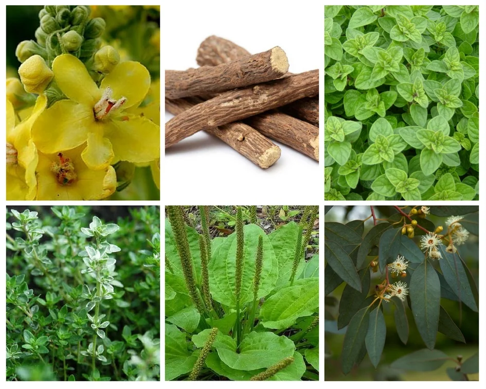 Plantas que pueden ayudar a respirar mejor | Blog | Vidaliax