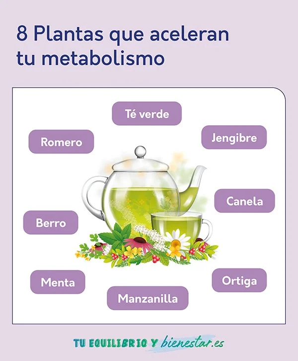 Plantas que pueden ayudar a activar el metabolismo | Blog | Vidaliax