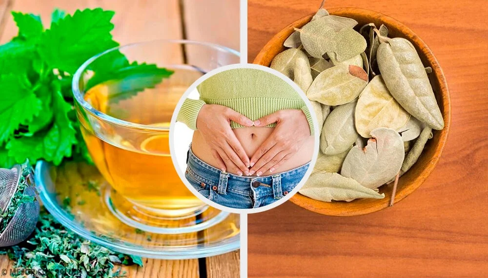 Plantas que pueden ayudar a mejorar la digestión | Blog | Vidaliax