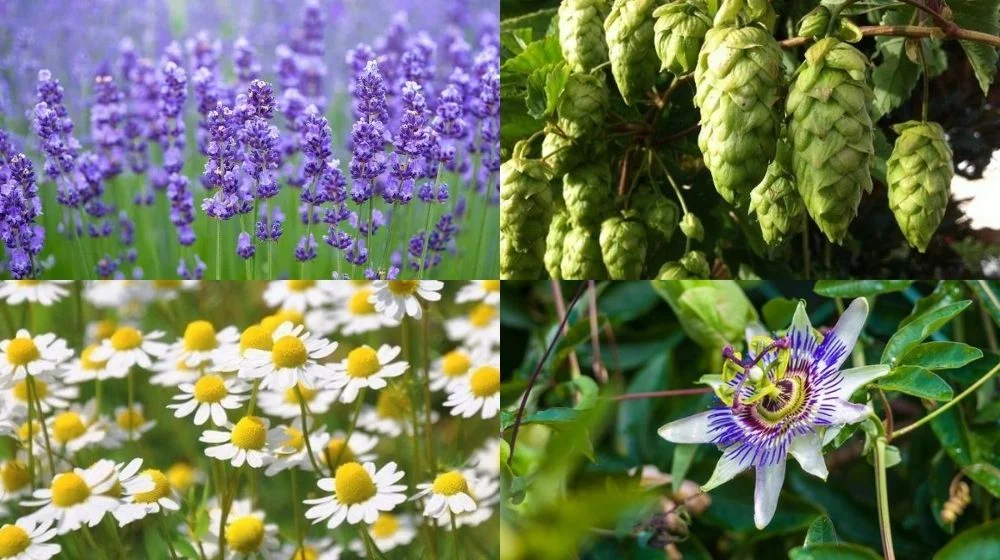 Plantas que pueden ayudar a evitar el insomnio | Blog | Vidaliax