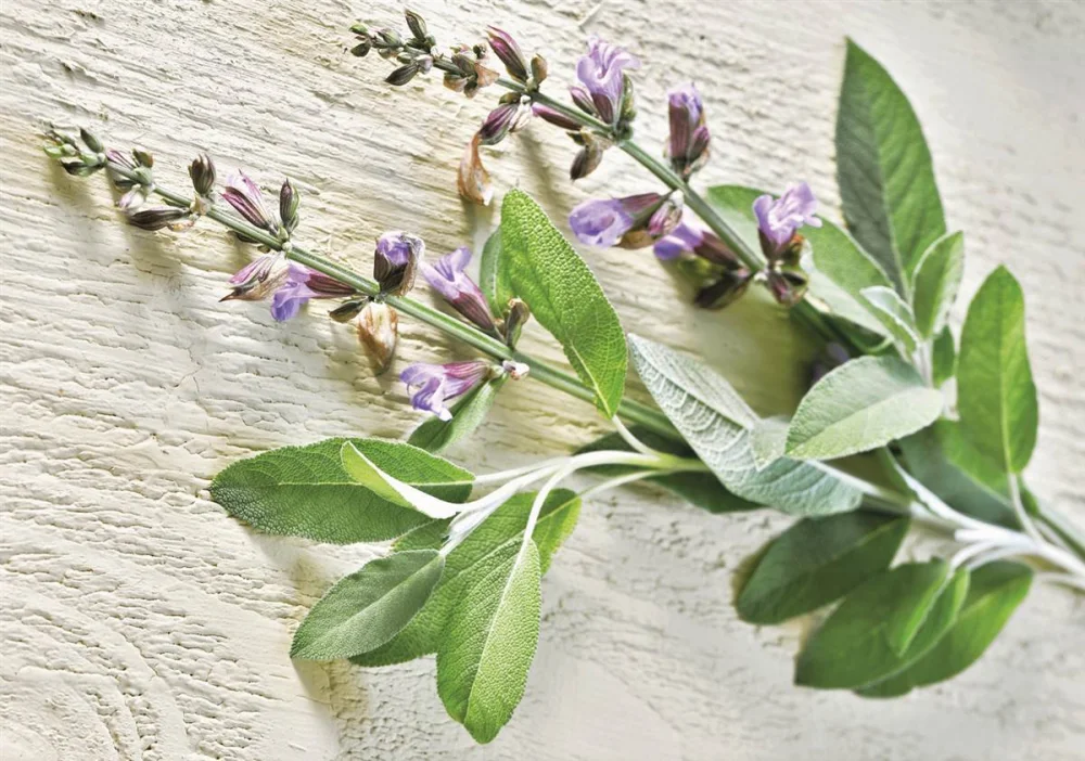 Plantas que pueden ayudar a mejorar el bienestar en la menopausia ...