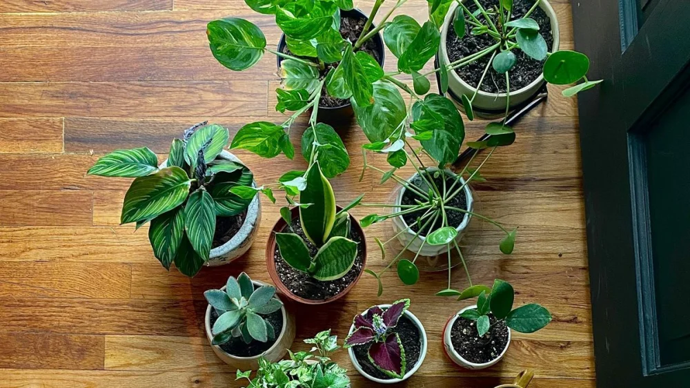 Plantas que pueden ayudar a mejorar la salud mental | Blog | Vidaliax