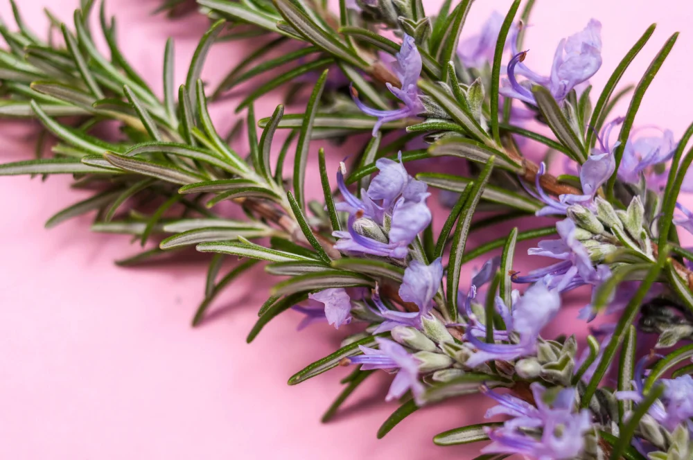 Plantas que pueden ayudar a relajar la mente | Blog | Vidaliax