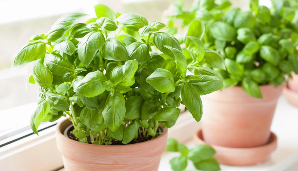 Plantas que pueden ayudar a cuidar tu salud en el trabajo | Blog | Vidaliax