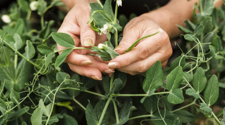 Plantas que pueden ayudar a fortalecer las defensas | Blog | Vidaliax