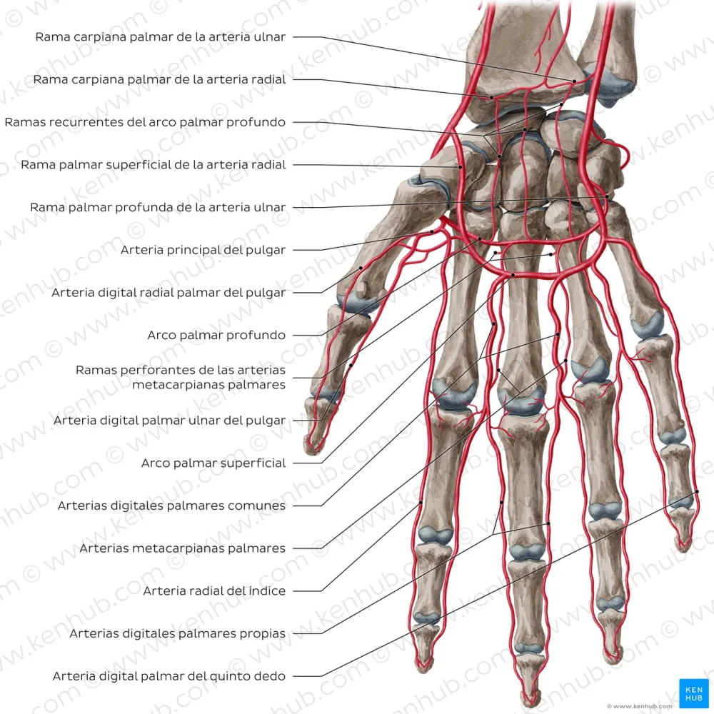 Anatomía de la mano y la muñeca: huesos, músculos y ligamentos | Guía ...