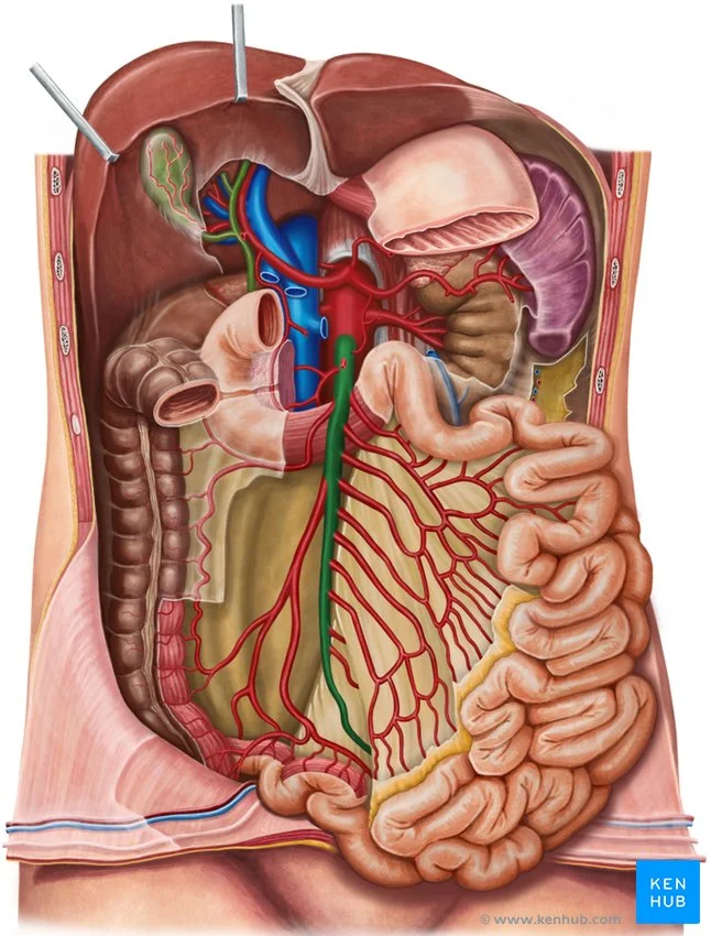 Arteria mesentérica superior: anatomía y función | Guía de salud | Vidaliax