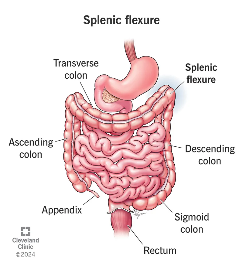 Splenic Fixurfe ¿Qué es el síndrome de la flexura esplénica? | Guía de salud | Vidaliax